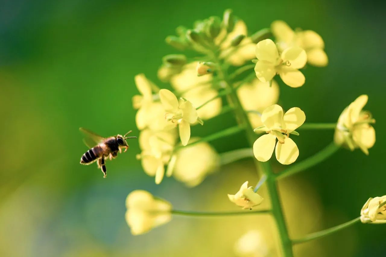 民俗驚蟄含義：驚蟄時(shí)節(jié)春雷一響萬物長