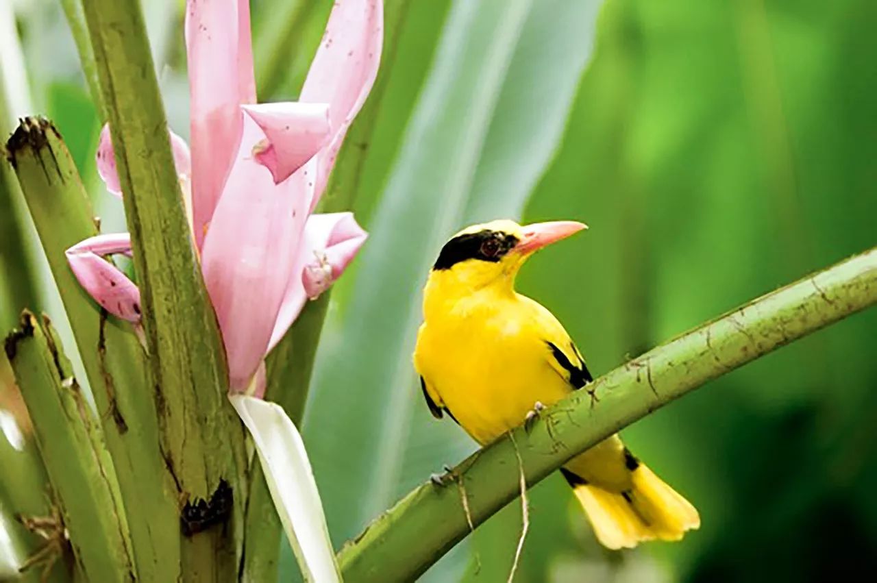 民俗驚蟄含義：驚蟄時(shí)節(jié)春雷一響萬物長