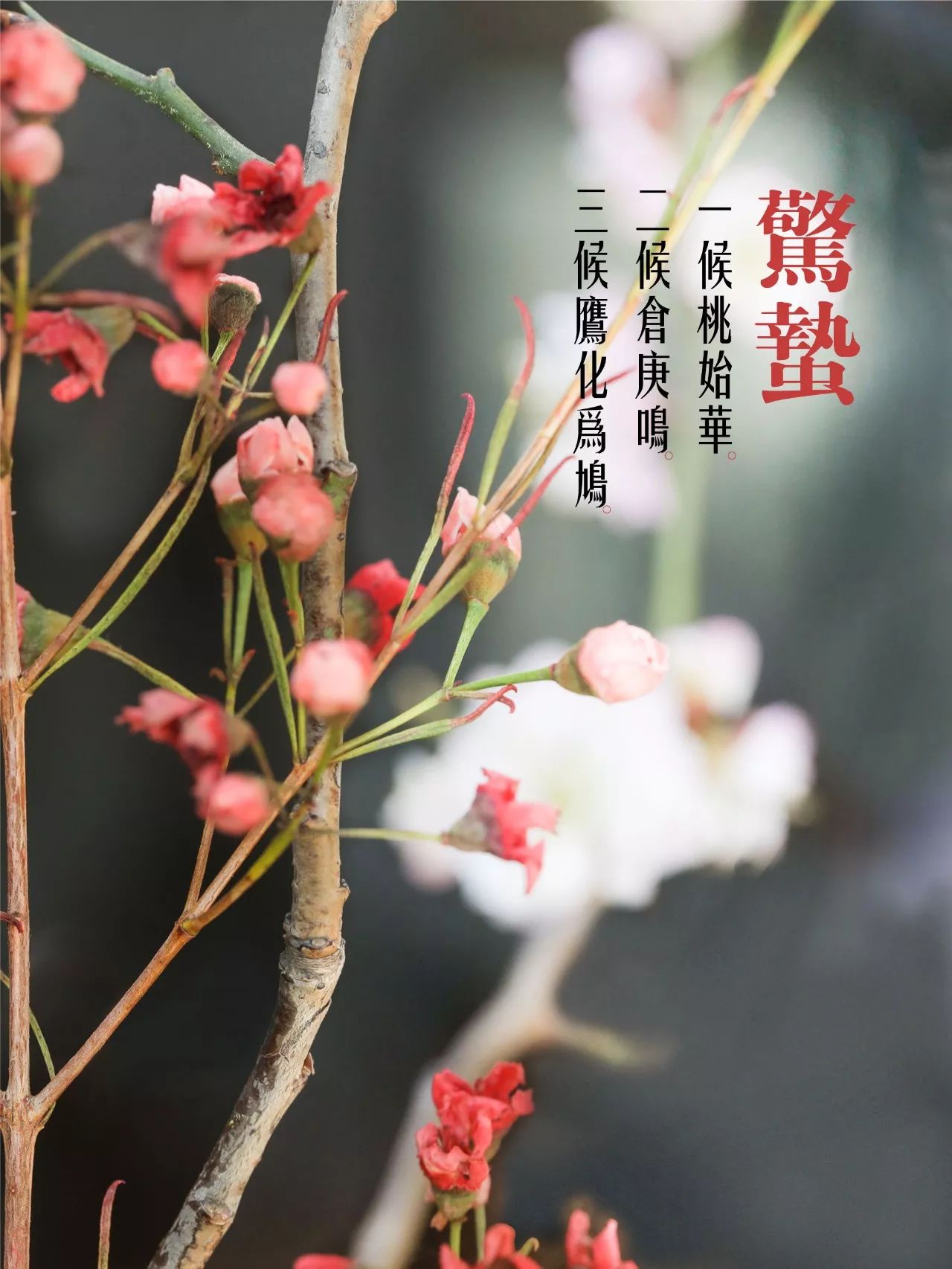 民俗驚蟄含義：驚蟄時(shí)節(jié)春雷一響萬物長