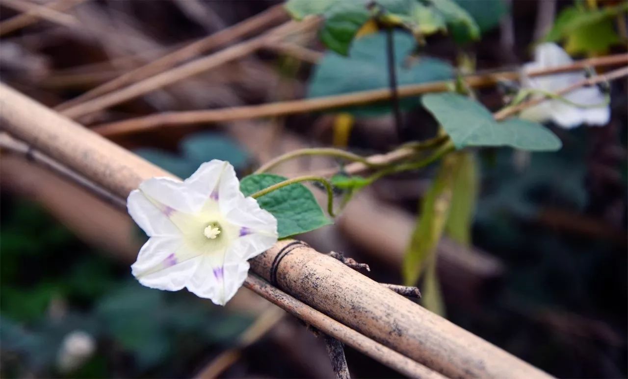 中香界·上海別院，萬水千山總是情！
