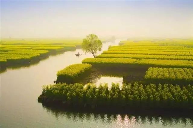 美到窒息的中國(guó)最美油菜花海，邂逅花海風(fēng)景！