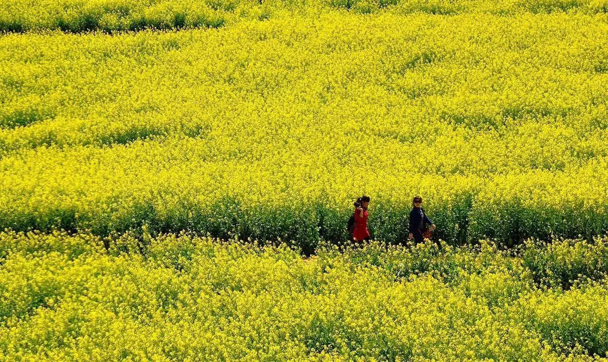 美到窒息的中國最美油菜花海，邂逅花海風(fēng)景！