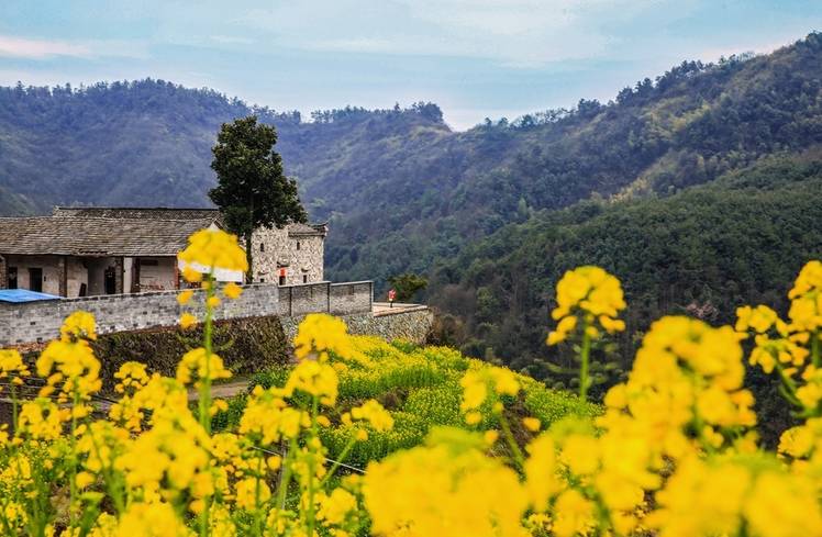 美到窒息的中國(guó)最美油菜花海，邂逅花海風(fēng)景！