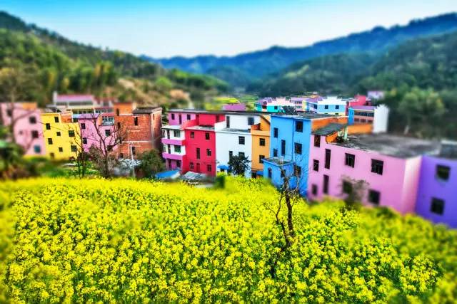 美到窒息的中國(guó)最美油菜花海，邂逅花海風(fēng)景！