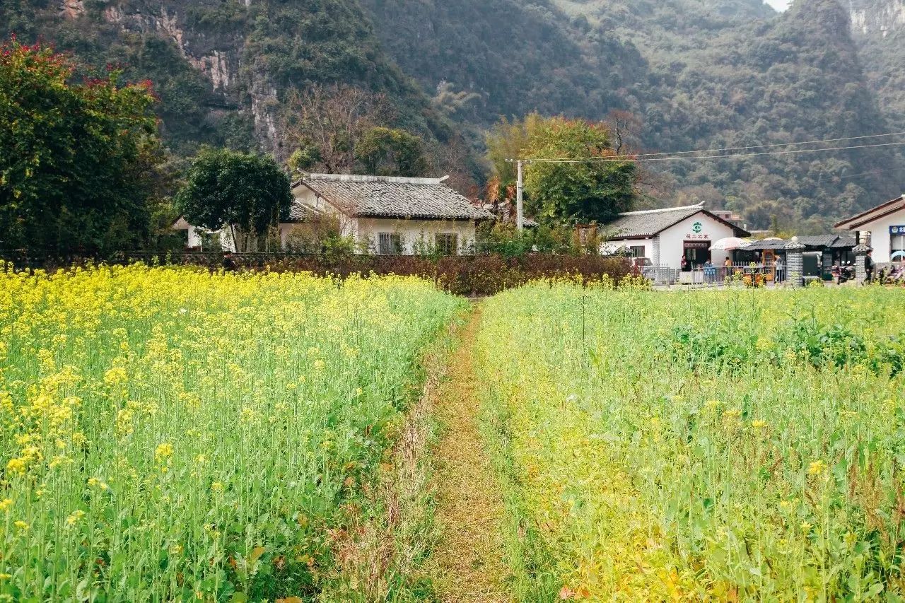 美到窒息的中國最美油菜花海，邂逅花海風景！