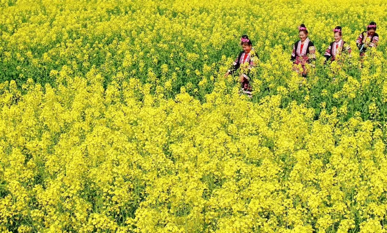 美到窒息的中國最美油菜花海，邂逅花海風景！