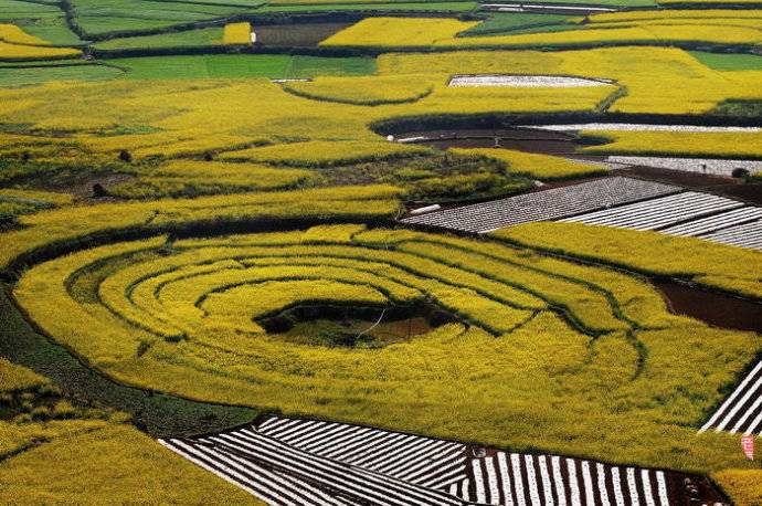 美到窒息的中國最美油菜花海，邂逅花海風(fēng)景！