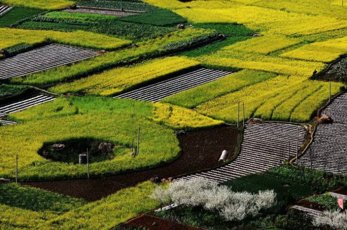 美到窒息的中國最美油菜花海，邂逅花海風(fēng)景！