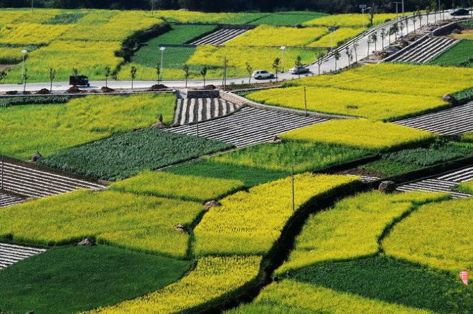 美到窒息的中國最美油菜花海，邂逅花海風(fēng)景！