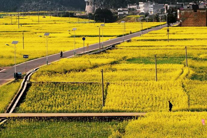美到窒息的中國最美油菜花海，邂逅花海風(fēng)景！