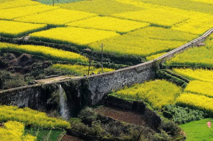 美到窒息的中國最美油菜花海，邂逅花海風(fēng)景！