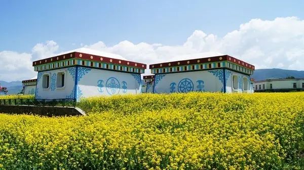 美到窒息的中國(guó)最美油菜花海，邂逅花海風(fēng)景！