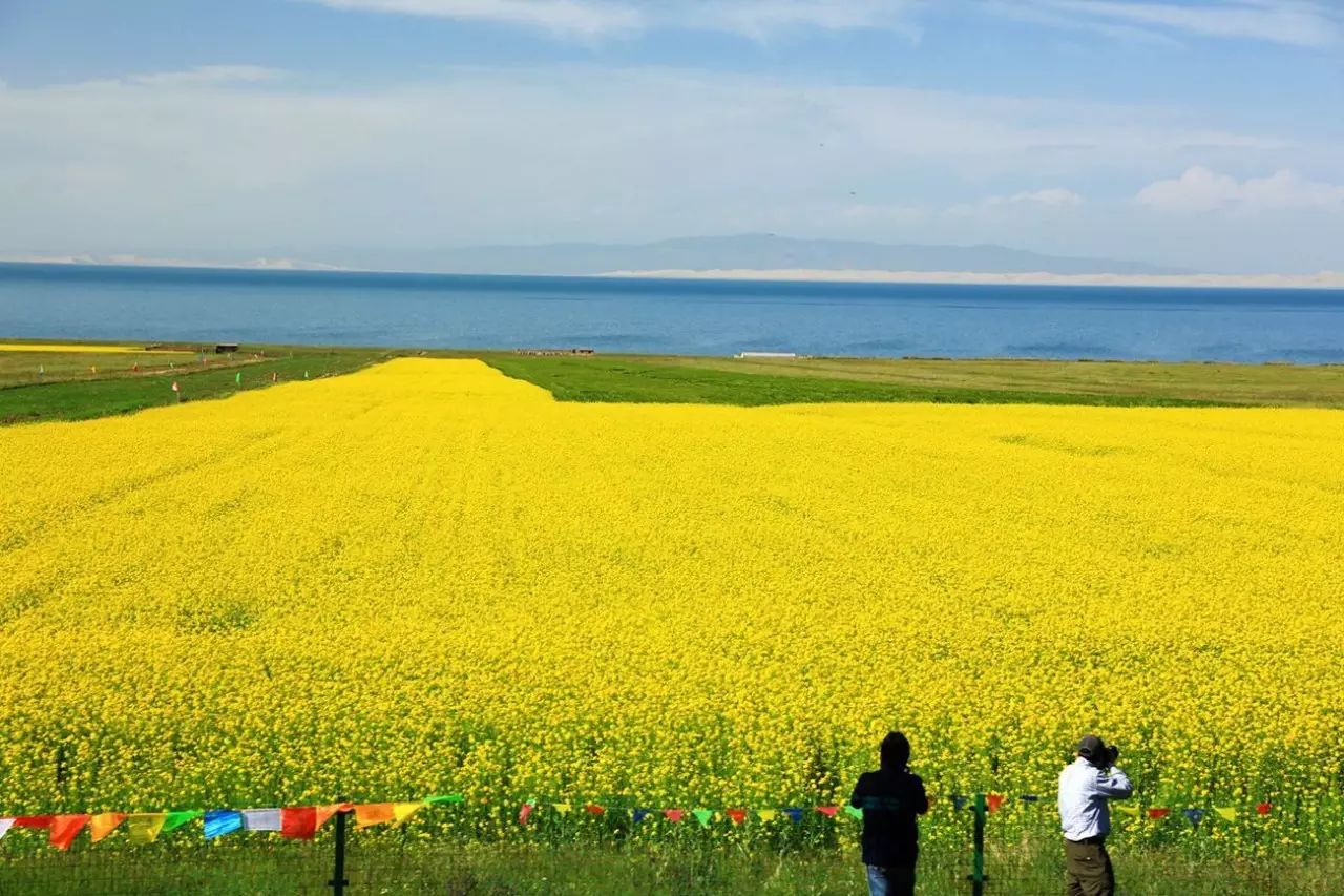 美到窒息的中國(guó)最美油菜花海，邂逅花海風(fēng)景！