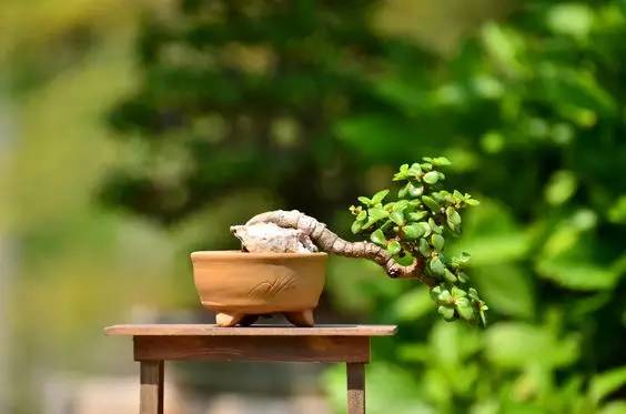 花香滿溢，唯美花藝設(shè)計(jì)！