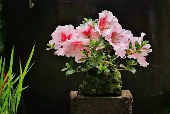 花香滿溢，唯美花藝設(shè)計(jì)！