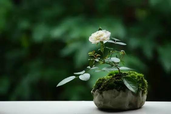 花香滿溢，唯美花藝設(shè)計！