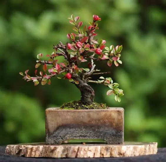 花香滿溢，唯美花藝設(shè)計！