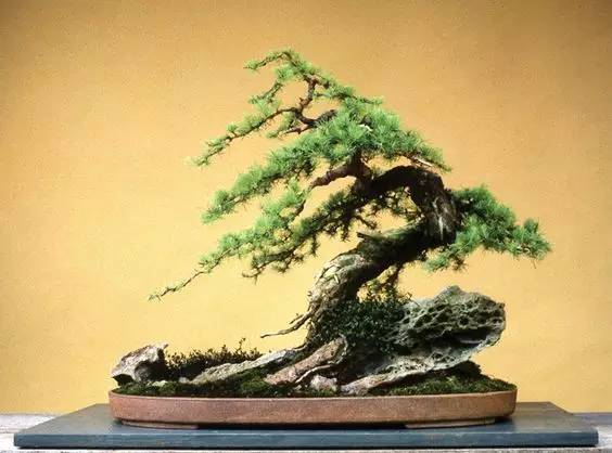 花香滿溢，唯美花藝設(shè)計！