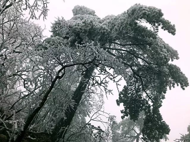 雪后黃山風(fēng)景宛如人間仙境，舞一曲雪中霓裳羽