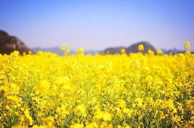 8處風(fēng)景如詩(shī)如畫(huà)，春天最值得去的地方！