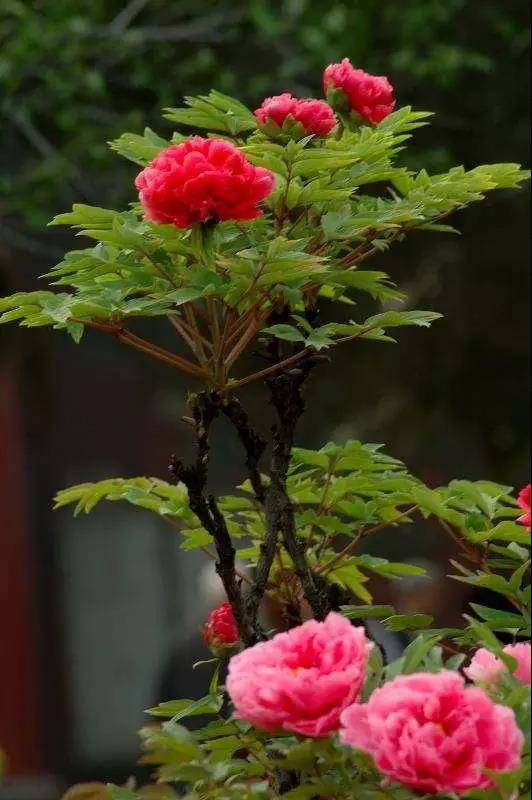 8處風(fēng)景如詩(shī)如畫(huà)，春天最值得去的地方！