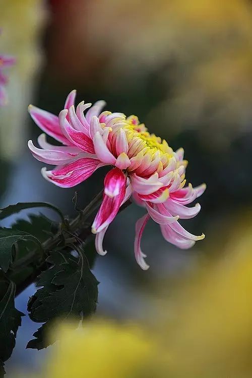 立冬時節(jié)菊繽紛，唯美菊花攝影！