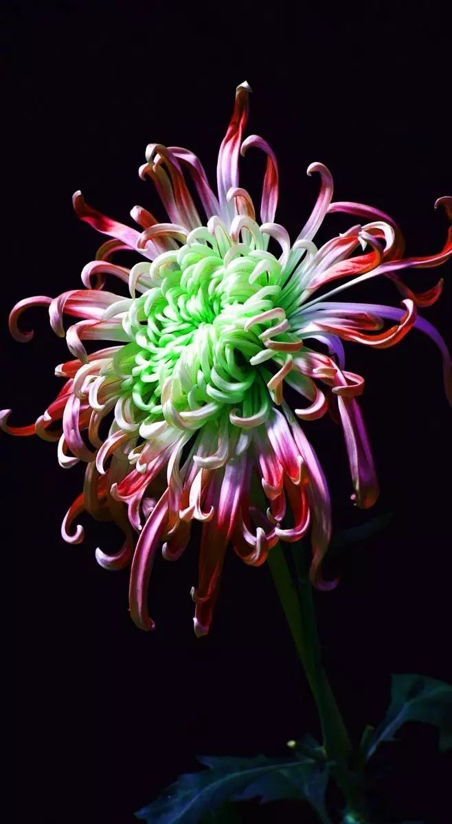 立冬時節(jié)菊繽紛，唯美菊花攝影！