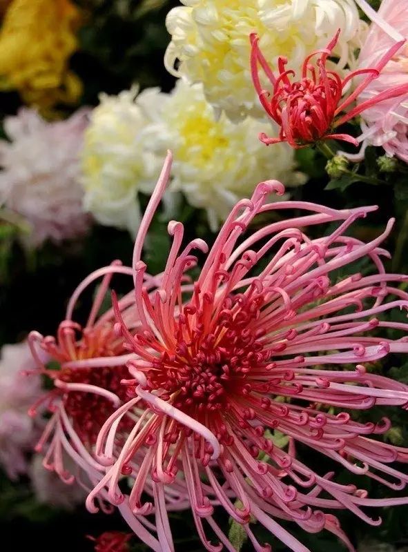 立冬時節(jié)菊繽紛，唯美菊花攝影！