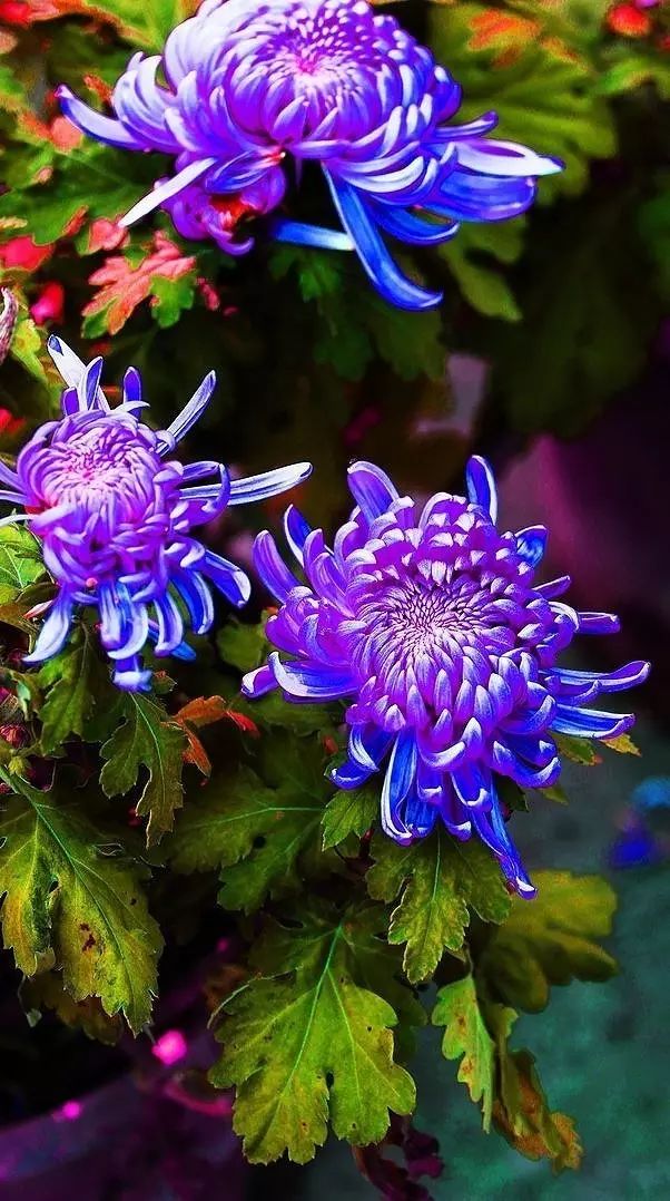 立冬時節(jié)菊繽紛，唯美菊花攝影！