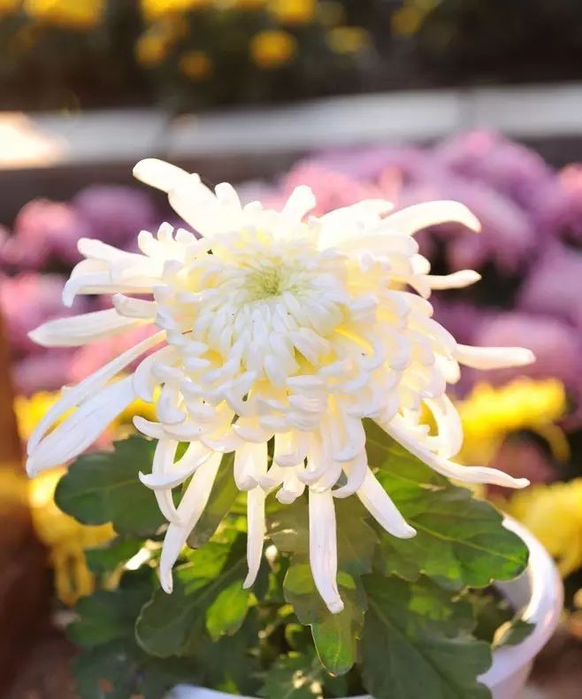 立冬時(shí)節(jié)菊繽紛，唯美菊花攝影！