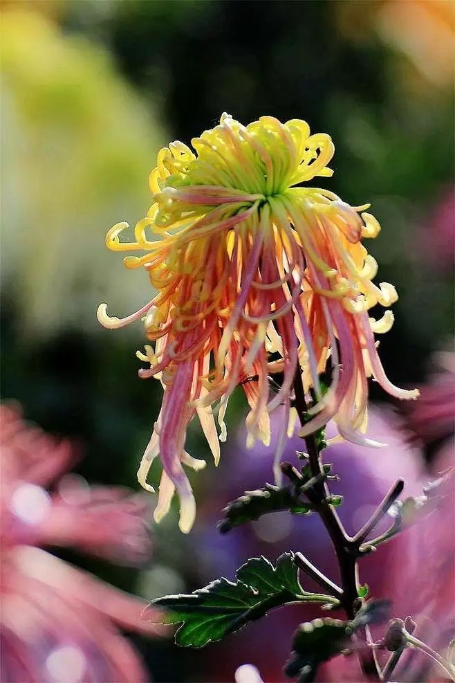 立冬時節(jié)菊繽紛，唯美菊花攝影！