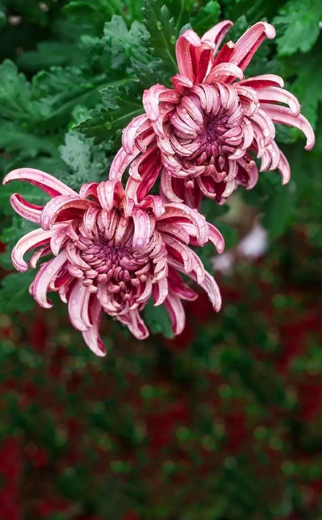 立冬時(shí)節(jié)菊繽紛，唯美菊花攝影！