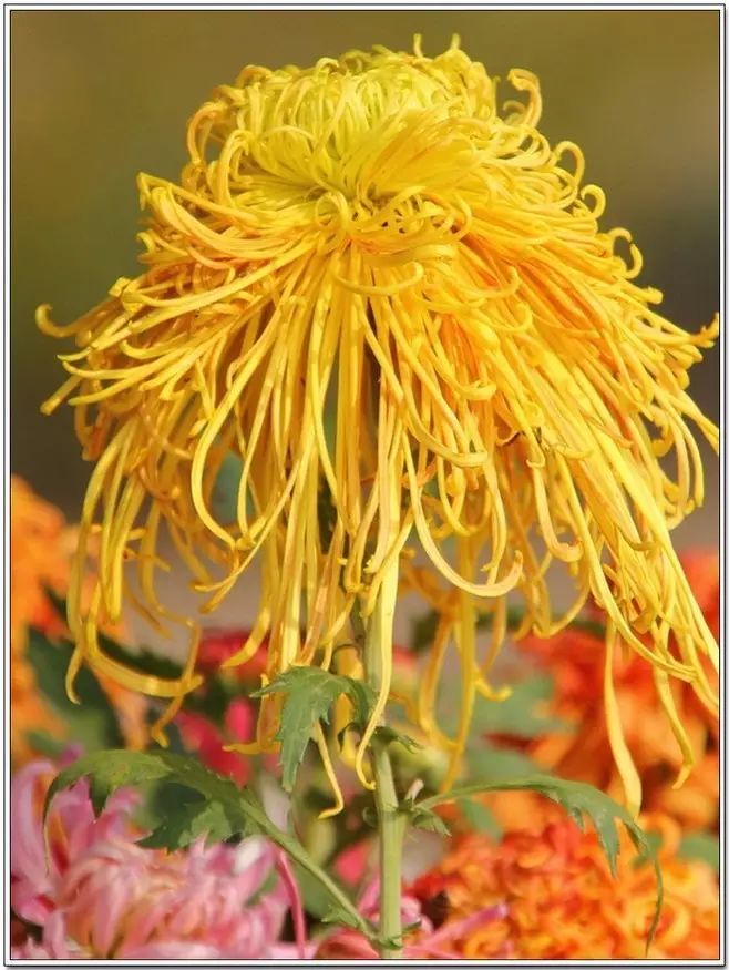 立冬時(shí)節(jié)菊繽紛，唯美菊花攝影！