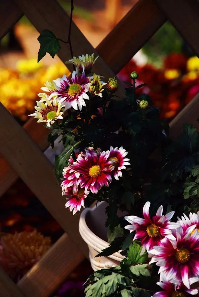 立冬時(shí)節(jié)菊繽紛，唯美菊花攝影！