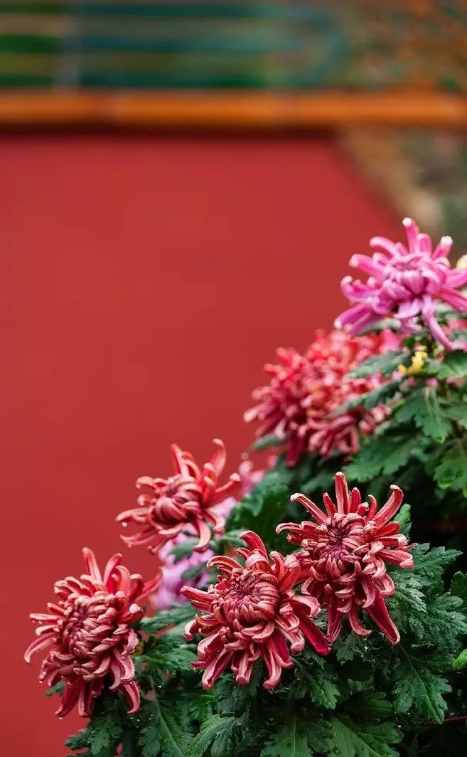 立冬時(shí)節(jié)菊繽紛，唯美菊花攝影！