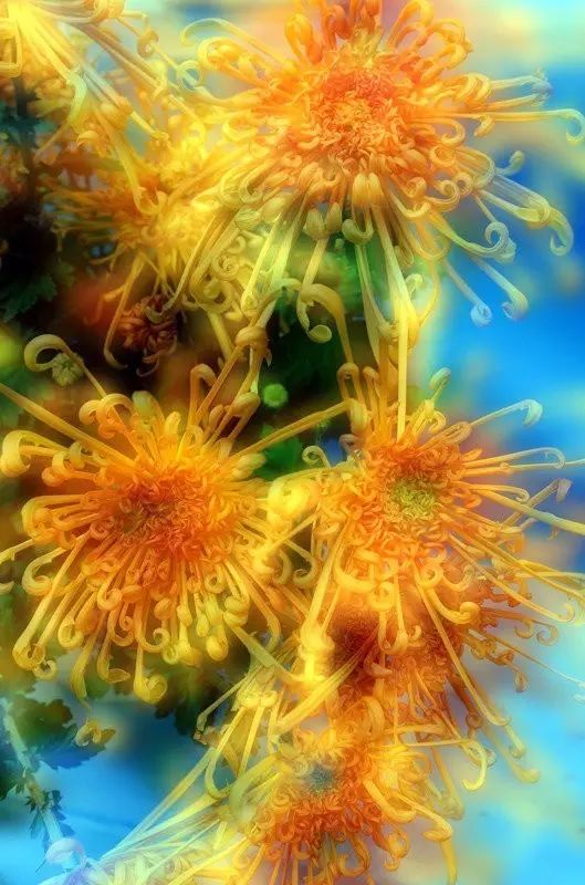 立冬時(shí)節(jié)菊繽紛，唯美菊花攝影！