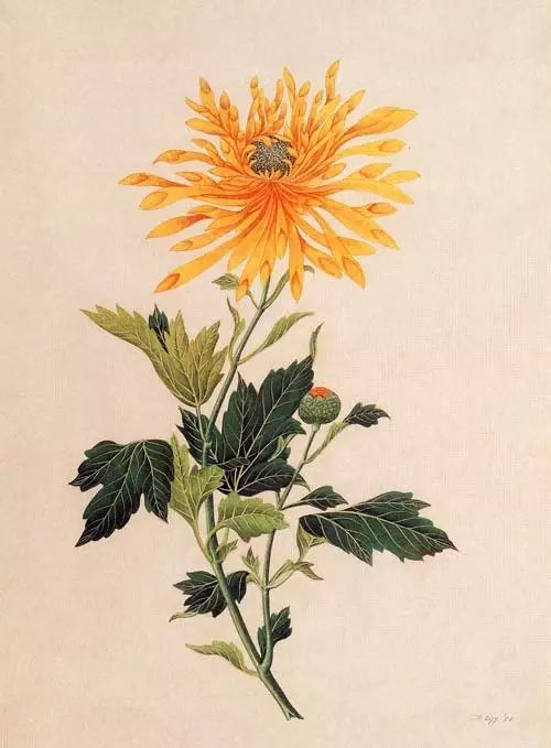 立冬時(shí)節(jié)菊繽紛，唯美菊花攝影！