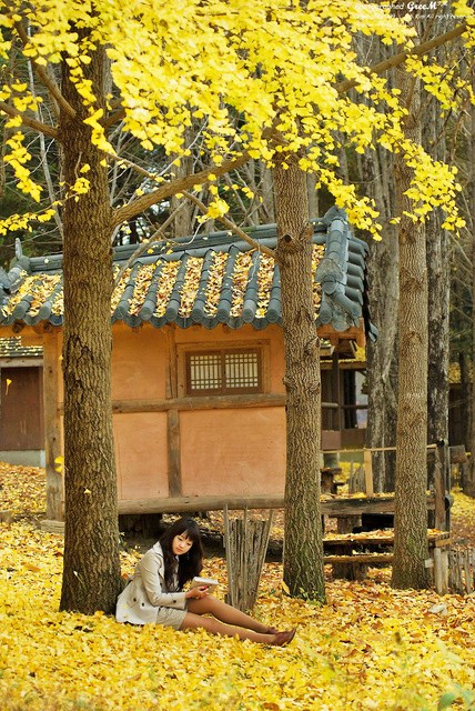 晚秋一抹耀眼金黃，唯美秋天風(fēng)景圖片！