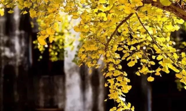 晚秋一抹耀眼金黃，唯美秋天風(fēng)景圖片！