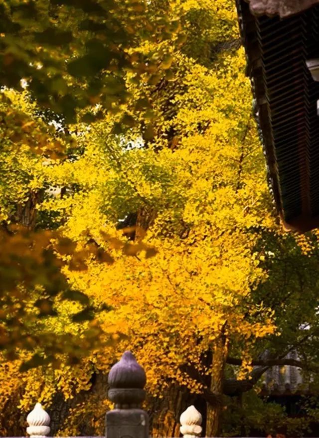 晚秋一抹耀眼金黃，唯美秋天風(fēng)景圖片！