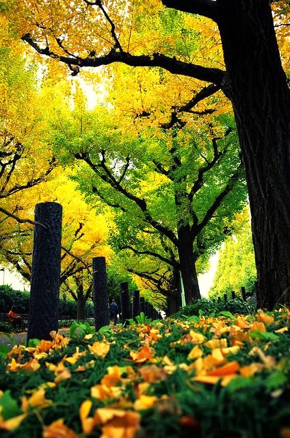 晚秋一抹耀眼金黃，唯美秋天風(fēng)景圖片！