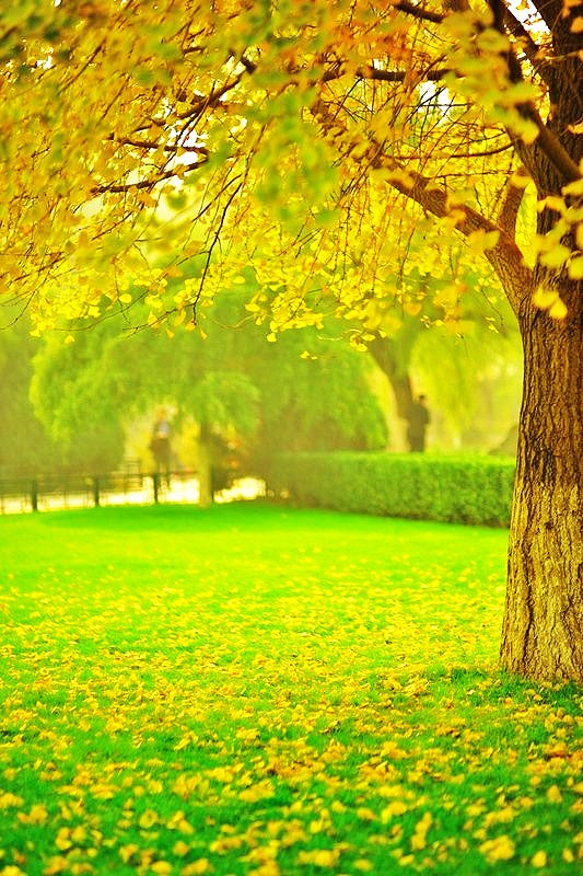 晚秋一抹耀眼金黃，唯美秋天風(fēng)景圖片！