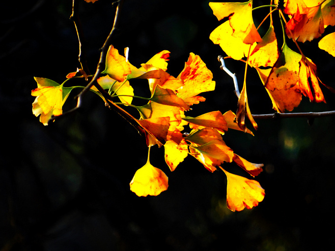 晚秋一抹耀眼金黃，唯美秋天風(fēng)景圖片！