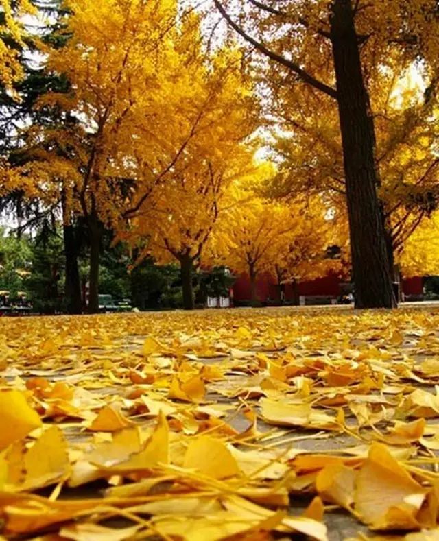 晚秋一抹耀眼金黃，唯美秋天風景圖片！