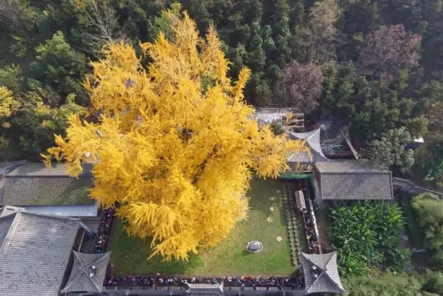 晚秋一抹耀眼金黃，唯美秋天風景圖片！