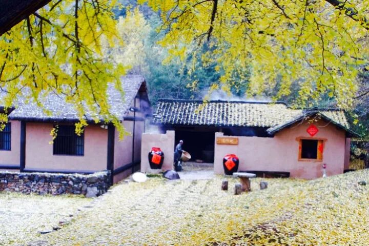 晚秋一抹耀眼金黃，唯美秋天風景圖片！