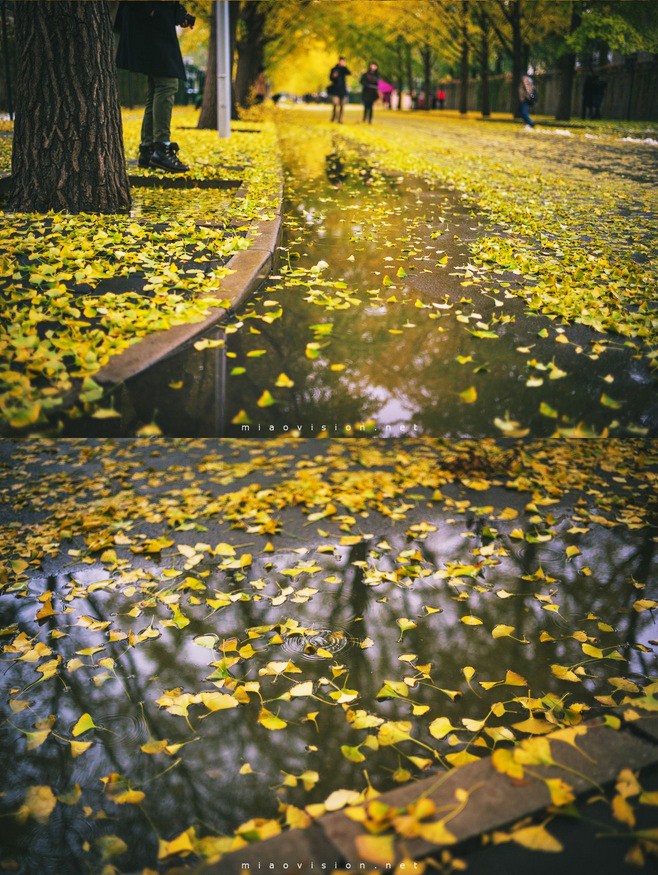晚秋一抹耀眼金黃，唯美秋天風景圖片！