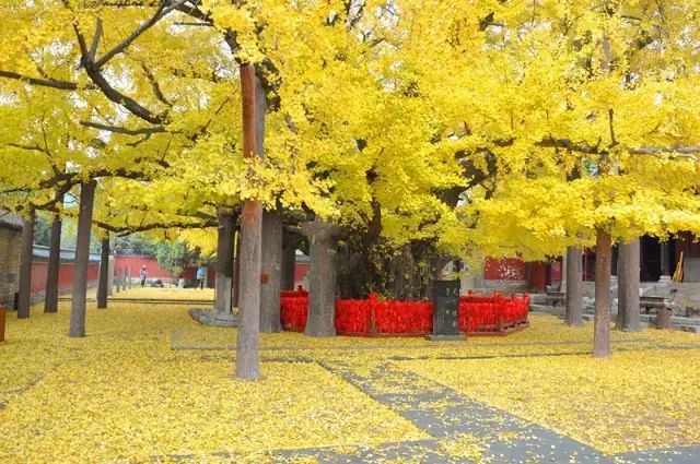 晚秋一抹耀眼金黃，唯美秋天風景圖片！