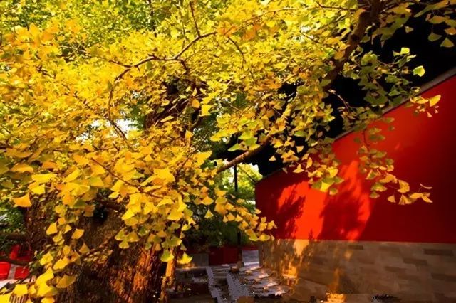 晚秋一抹耀眼金黃，唯美秋天風景圖片！