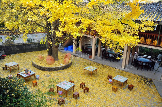 晚秋一抹耀眼金黃，唯美秋天風景圖片！